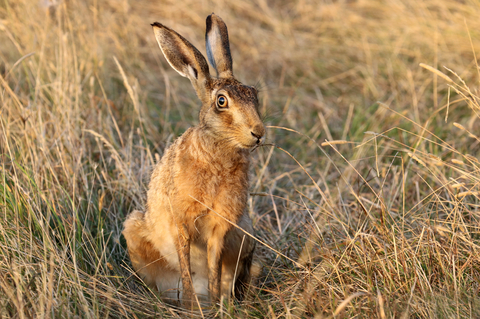 Brown hare | The Wildlife Trusts